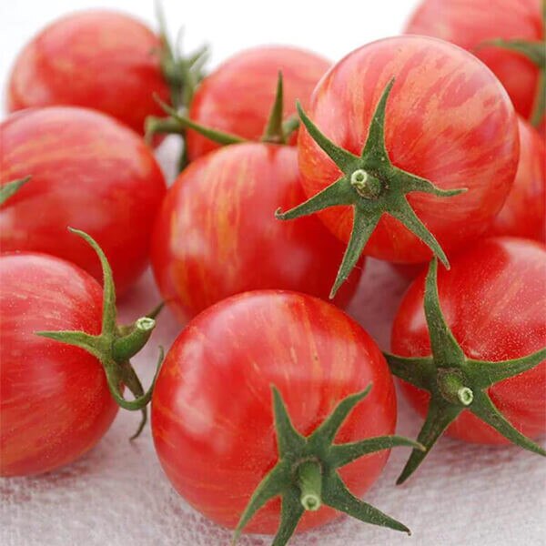 West Coast Seeds Cherry Tomato